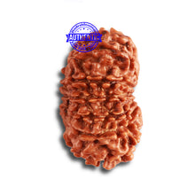 Load image into Gallery viewer, 14 Mukhi Nepalese Rudraksha - Bead No. 318