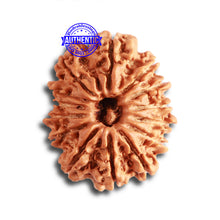 Load image into Gallery viewer, 14 Mukhi Nepalese Rudraksha - Bead No. 323