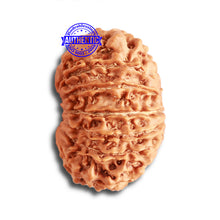 Load image into Gallery viewer, 14 Mukhi Nepalese Rudraksha - Bead No. 323