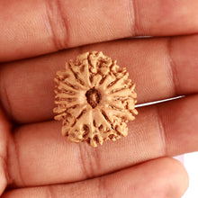 Load image into Gallery viewer, 14 Mukhi Nepalese Rudraksha - Bead No. 324