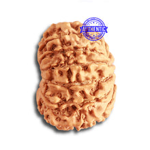 Load image into Gallery viewer, 14 Mukhi Nepalese Rudraksha - Bead No. 324