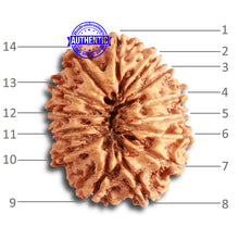 Load image into Gallery viewer, 14 Mukhi Nepalese Rudraksha - Bead No. 325