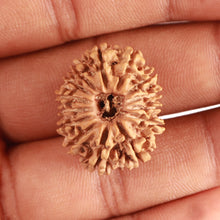 Load image into Gallery viewer, 14 Mukhi Nepalese Rudraksha - Bead No. 325