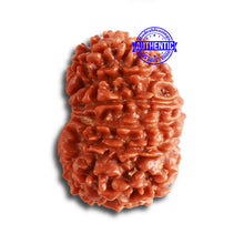 Load image into Gallery viewer, 14 Mukhi Nepalese Rudraksha - Bead No. 330