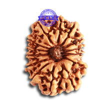 Load image into Gallery viewer, 14 Mukhi Nepalese Rudraksha - Bead No. 331