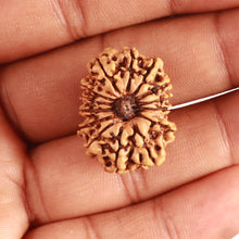 Load image into Gallery viewer, 14 Mukhi Nepalese Rudraksha - Bead No. 331