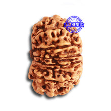 Load image into Gallery viewer, 14 Mukhi Nepalese Rudraksha - Bead No. 331
