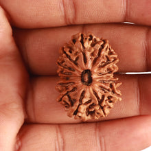 Load image into Gallery viewer, 14 Mukhi Nepalese Ganesh Rudraaksha - Bead No. 336