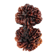 Load image into Gallery viewer, 14 Mukhi Nepalese Gaurishankar Rudraksha - Bead No. 165