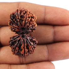 Load image into Gallery viewer, 14 Mukhi Nepalese Gaurishankar Rudraksha - Bead No. 165