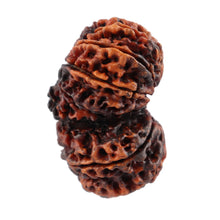 Load image into Gallery viewer, 14 Mukhi Nepalese Gaurishankar Rudraksha - Bead No. 165