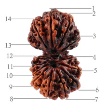 Load image into Gallery viewer, 14 Mukhi Nepalese Gaurishankar Rudraksha - Bead No. 165