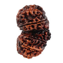 Load image into Gallery viewer, 14 Mukhi Nepalese Gaurishankar Rudraksha - Bead No. 165