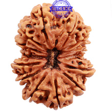 Load image into Gallery viewer, 14 Mukhi Nepalese Rudraksha - Bead No. 187