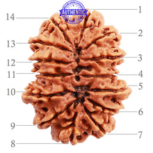 Load image into Gallery viewer, 14 Mukhi Nepalese Rudraksha - Bead No. 187