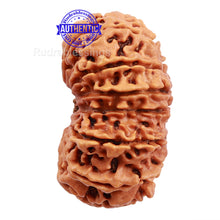 Load image into Gallery viewer, 14 Mukhi Nepalese Rudraksha - Bead No. 187