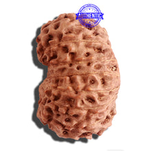 Load image into Gallery viewer, 16 Mukhi Rudraksha from Indonesia - Bead No. 220