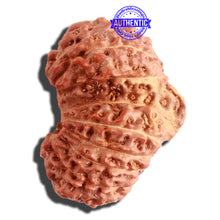 Load image into Gallery viewer, 16 Mukhi Gaurishankar Rudraksha from Indonesia - Bead No. 232