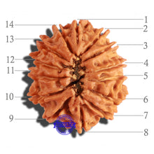 Load image into Gallery viewer, 14 Mukhi Nepalese Rudraksha - Bead No. 234