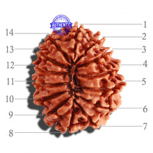 Load image into Gallery viewer, 14 Mukhi Nepalese Rudraksha - Bead No. 238