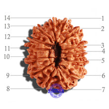 Load image into Gallery viewer, 14 Mukhi Nepalese Rudraksha - Bead No. 239