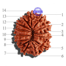 Load image into Gallery viewer, 14 Mukhi Nepalese Rudraksha - Bead No. 241