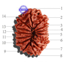 Load image into Gallery viewer, 14 Mukhi Nepalese Rudraksha - Bead No. 242