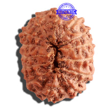 Load image into Gallery viewer, 14 mukhi Indonesian Rudraksha - Bead No. 247