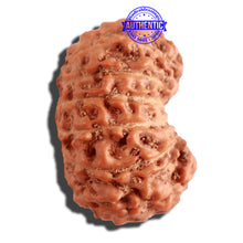 Load image into Gallery viewer, 14 mukhi Indonesian Rudraksha - Bead No. 247