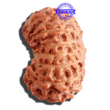 Load image into Gallery viewer, 14 mukhi Indonesian Rudraksha - Bead No. 247