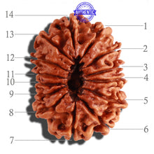 Load image into Gallery viewer, 14 Mukhi Nepalese Rudraksha - Bead No. 248