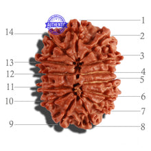 Load image into Gallery viewer, 14 Mukhi Nepalese Rudraksha - Bead No. 249