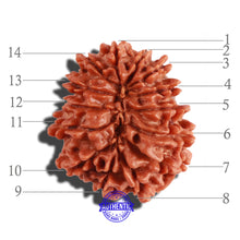 Load image into Gallery viewer, 14 Mukhi Nepalese Rudraksha - Bead No. 253