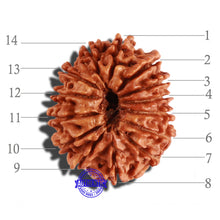Load image into Gallery viewer, 14 Mukhi Nepalese Rudraksha - Bead No. 254