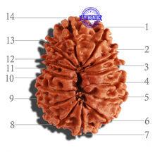 Load image into Gallery viewer, 14 Mukhi Nepalese Rudraksha - Bead No. 255