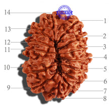 Load image into Gallery viewer, 14 Mukhi Nepalese Rudraksha - Bead No. 257