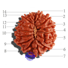 Load image into Gallery viewer, 14 Mukhi Nepalese Rudraksha - Bead No. 258