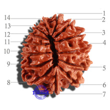 Load image into Gallery viewer, 14 Mukhi Nepalese Rudraksha - Bead No. 259