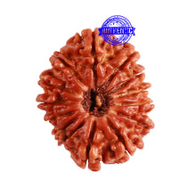 Load image into Gallery viewer, 14 Mukhi Nepalese Rudraksha - Bead No. 264