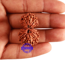 Load image into Gallery viewer, 14 Mukhi Nepalese Gaurishankar Rudraksha - Bead No. 266