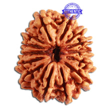 Load image into Gallery viewer, 14 Mukhi Nepalese Rudraksha - Bead No. 267