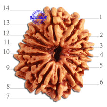 Load image into Gallery viewer, 14 Mukhi Nepalese Rudraksha - Bead No. 267
