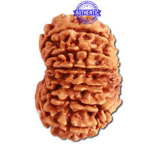 Load image into Gallery viewer, 14 Mukhi Nepalese Rudraksha - Bead No. 267