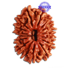Load image into Gallery viewer, 14 Mukhi Nepalese Rudraksha - Bead No. 268