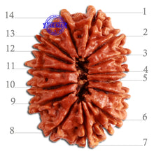Load image into Gallery viewer, 14 Mukhi Nepalese Rudraksha - Bead No. 268