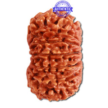 Load image into Gallery viewer, 14 Mukhi Nepalese Rudraksha - Bead No. 268
