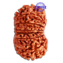 Load image into Gallery viewer, 14 Mukhi Nepalese Rudraksha - Bead No. 268