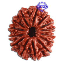 Load image into Gallery viewer, 14 Mukhi Nepalese Rudraksha - Bead No. 270