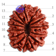 Load image into Gallery viewer, 14 Mukhi Nepalese Rudraksha - Bead No. 270