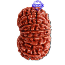 Load image into Gallery viewer, 14 Mukhi Nepalese Rudraksha - Bead No. 270